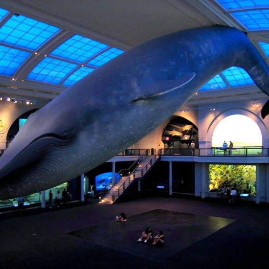 Ocean Life American Museum of Natural History
