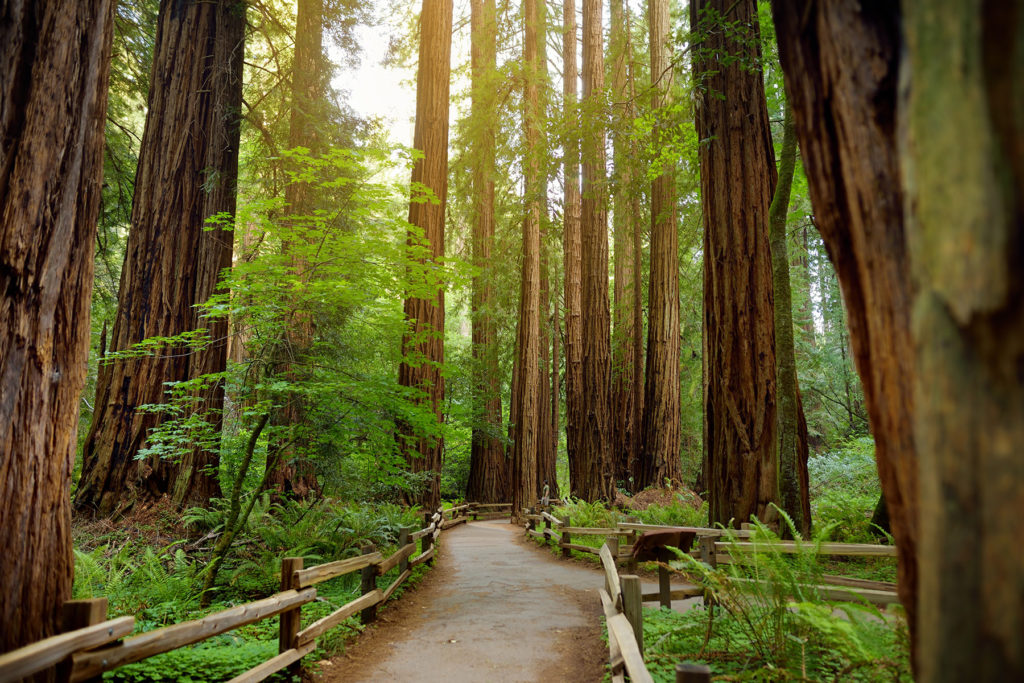 Muir Woods