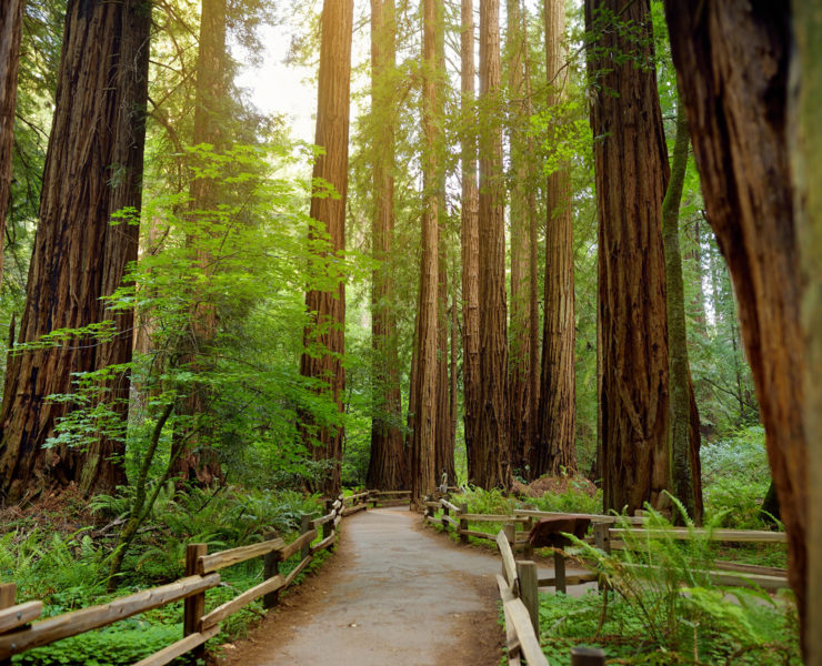 Muir Woods