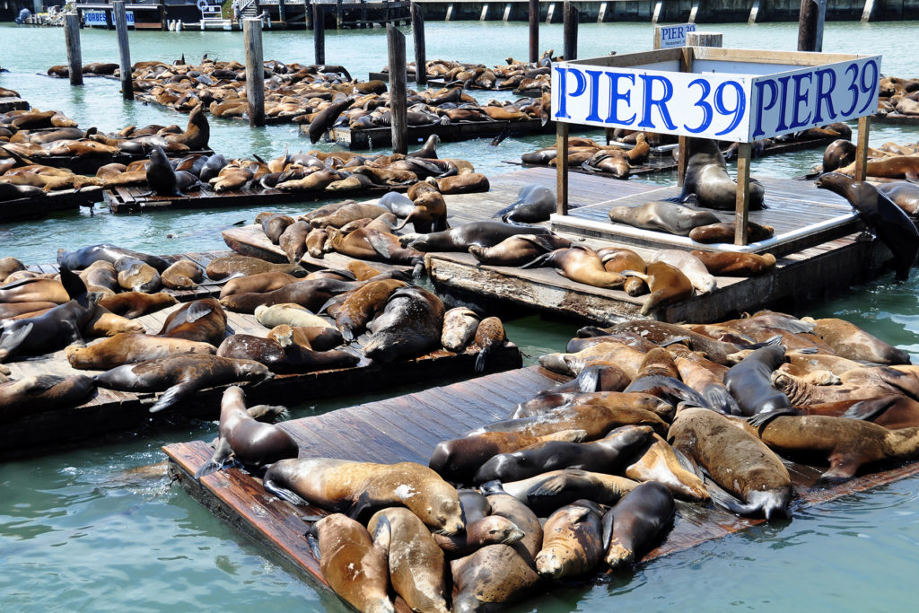 Pier 39