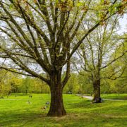 Prospect Park