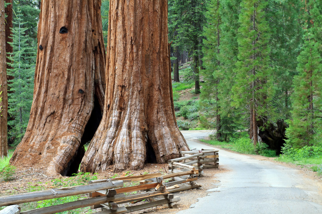 Yosemite National Park