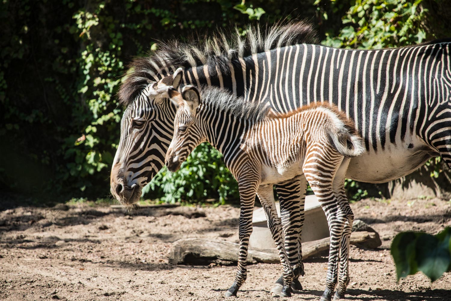 Zebra's in Lincoln Park Zoo in Chicago