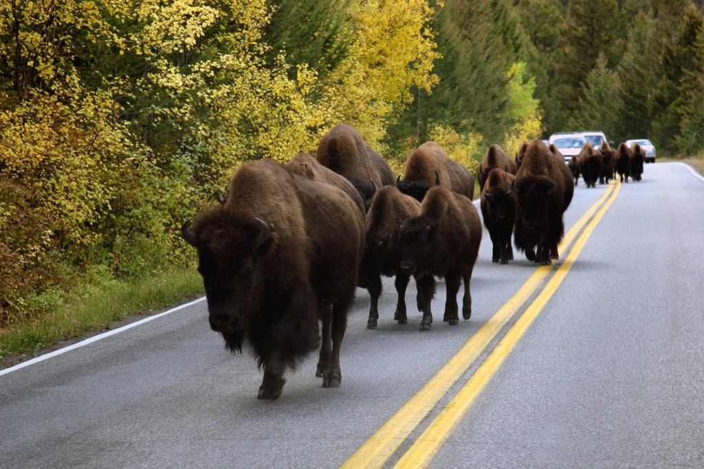 Yellowstone NP