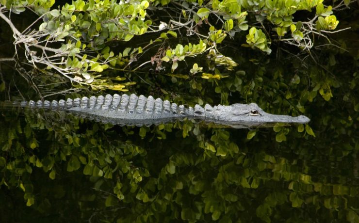 Everglades NP