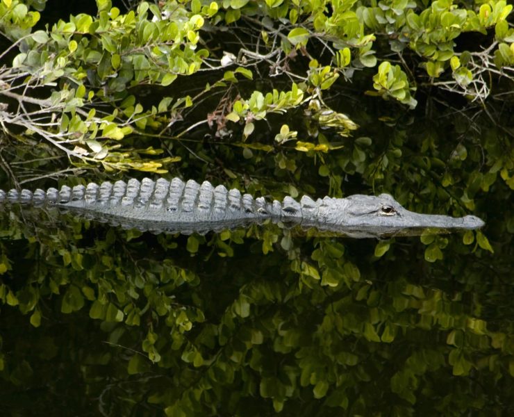 Everglades NP