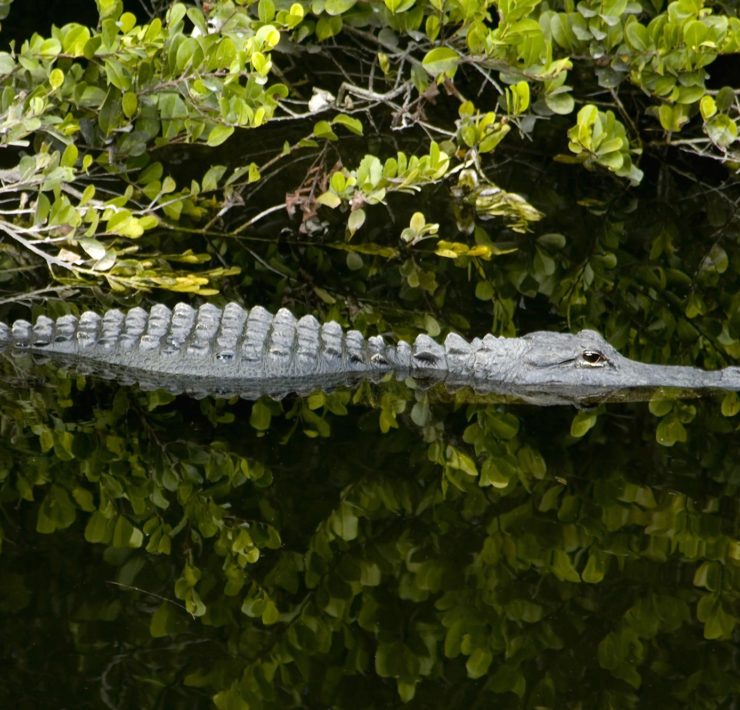 Everglades NP