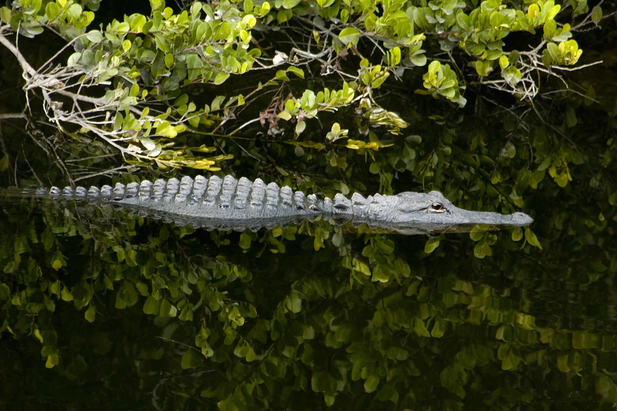 Everglades NP