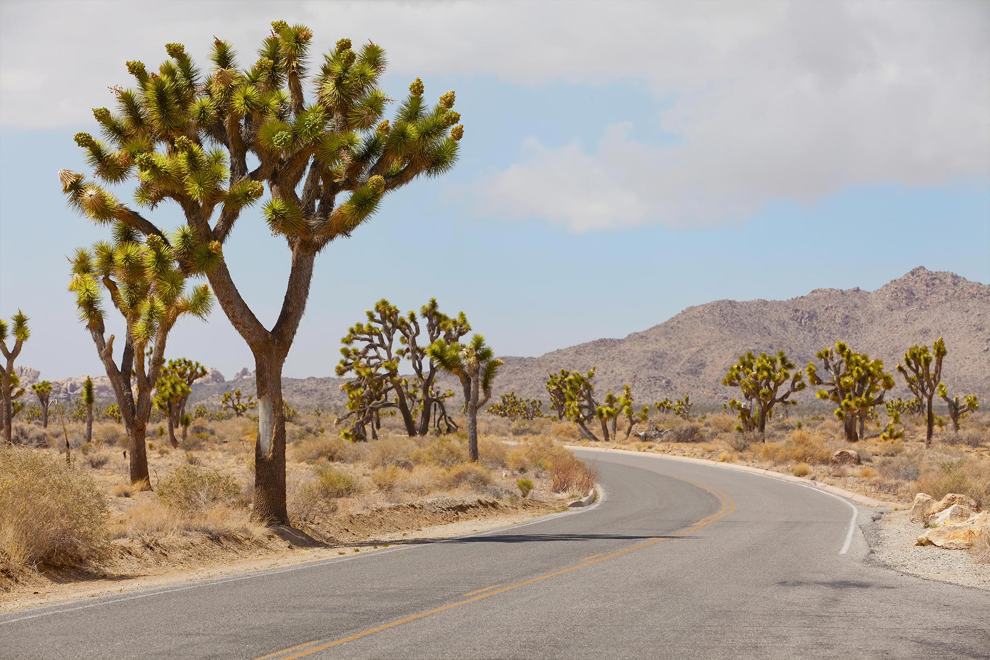 Joshua Tree National Park