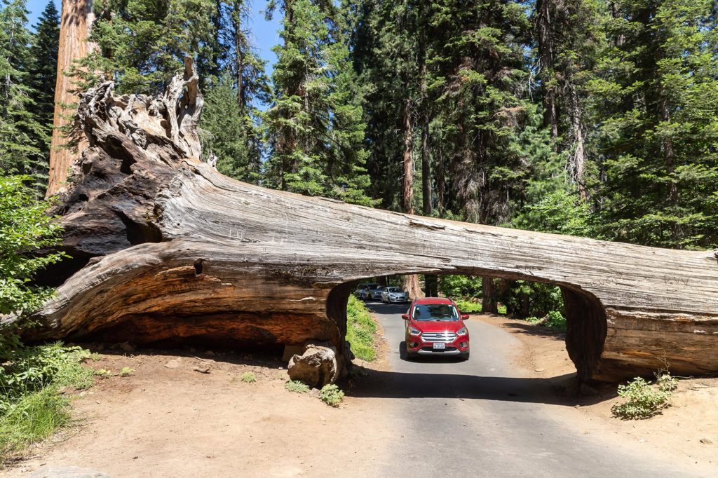 Sequoia en Kings Canyon NP