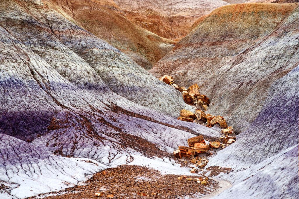 Petrified Forest NP