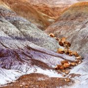 Petrified Forest NP