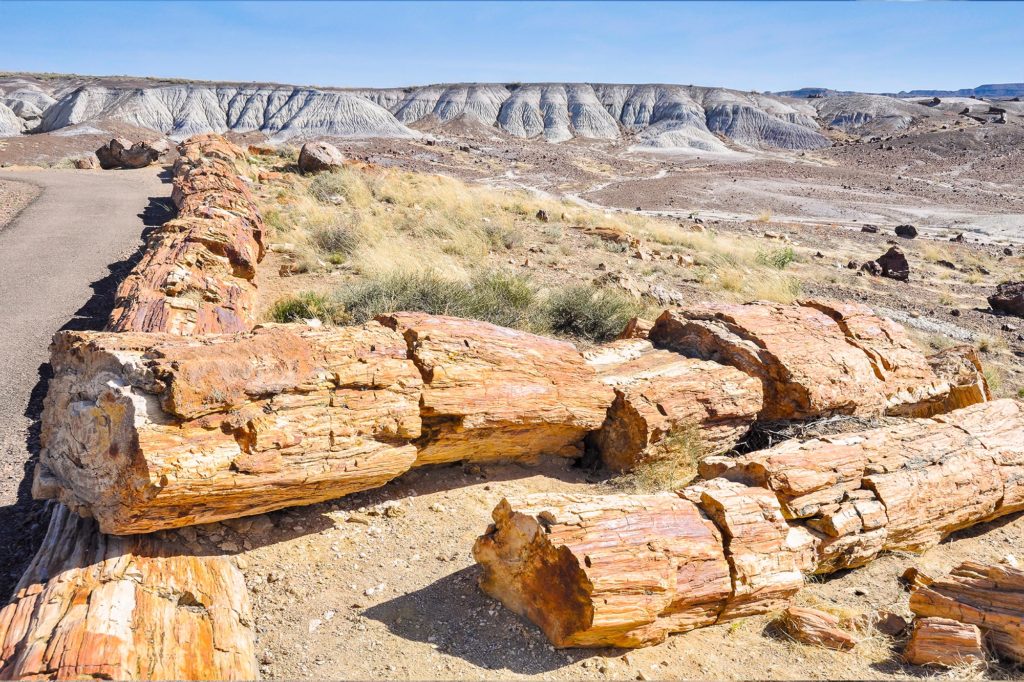 Petrified Forrest National Park