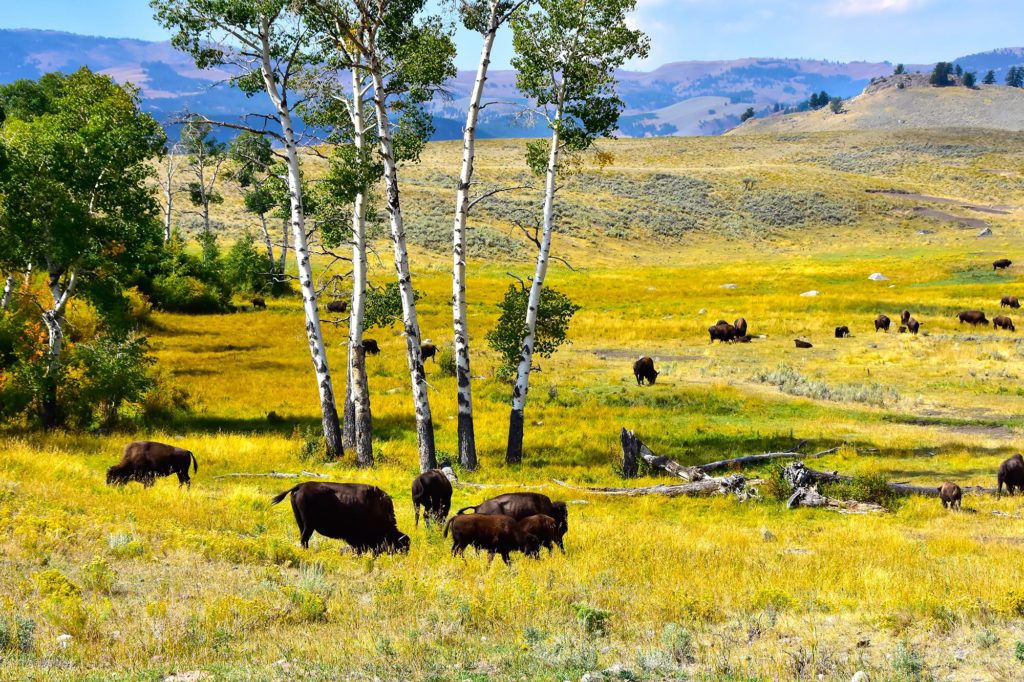 Yellowstone National Park