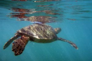 zeeschildpad-hawaii Hawaii