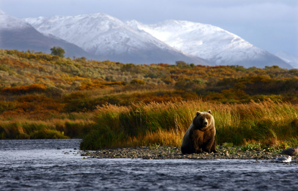 Wildlife Amerika