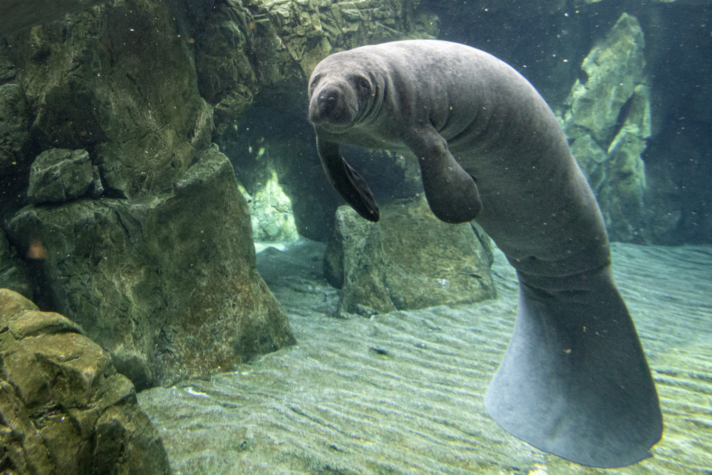 Manatee