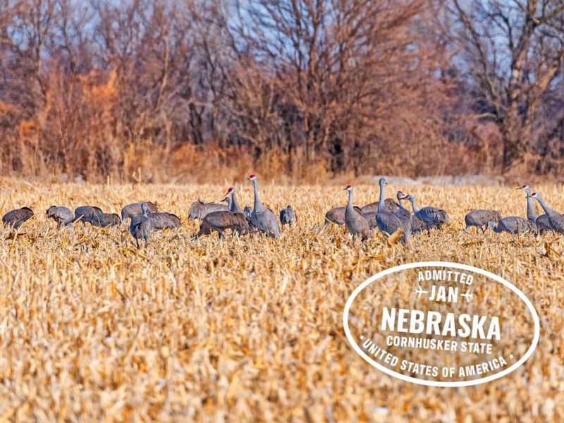 Kraanvogels in Nebraska