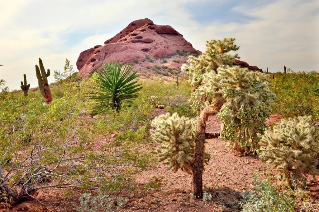 desert botanical gardens