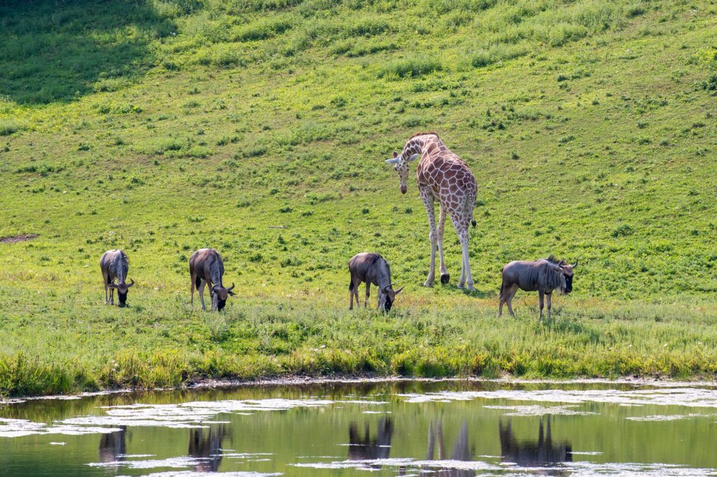 minnesota zoo