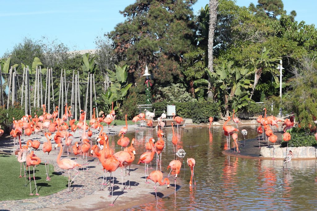 san diego zoo