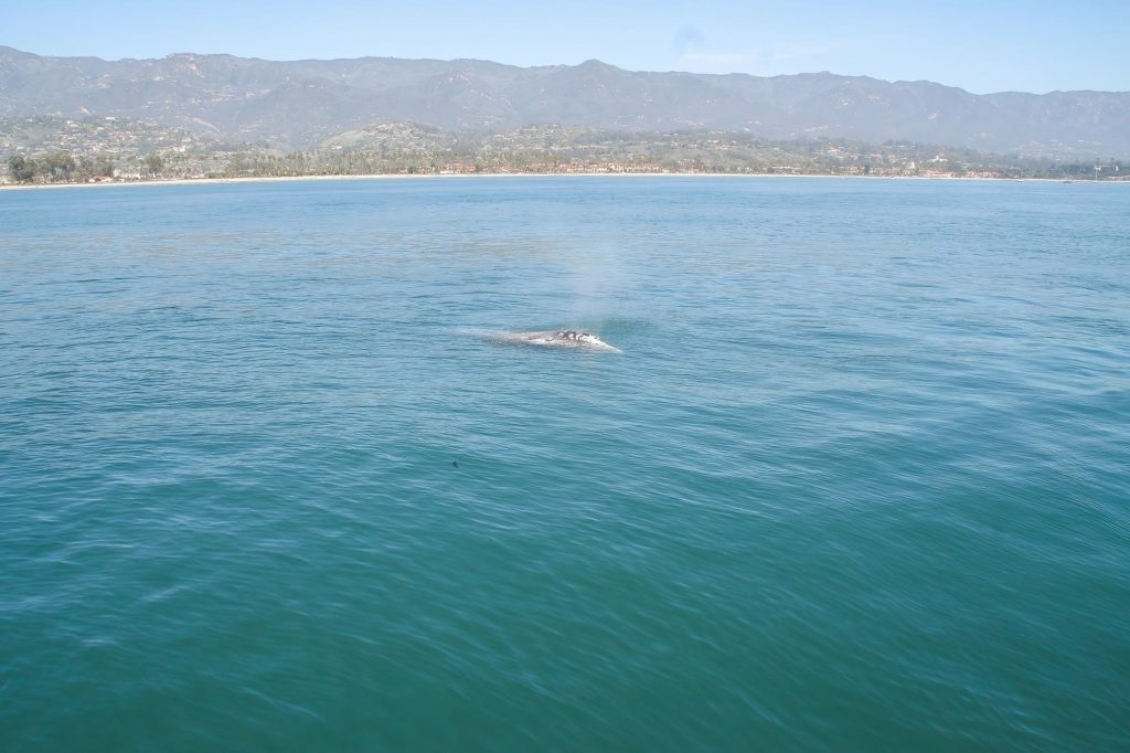 walvissen Santa Barbara