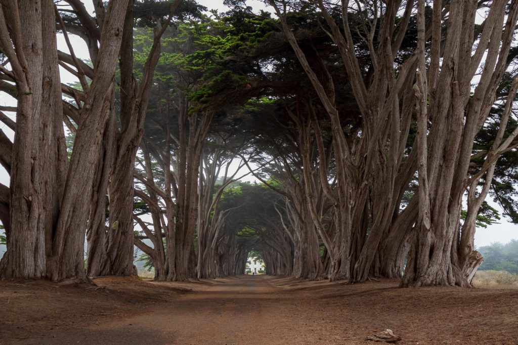 Cypress tree tunnel