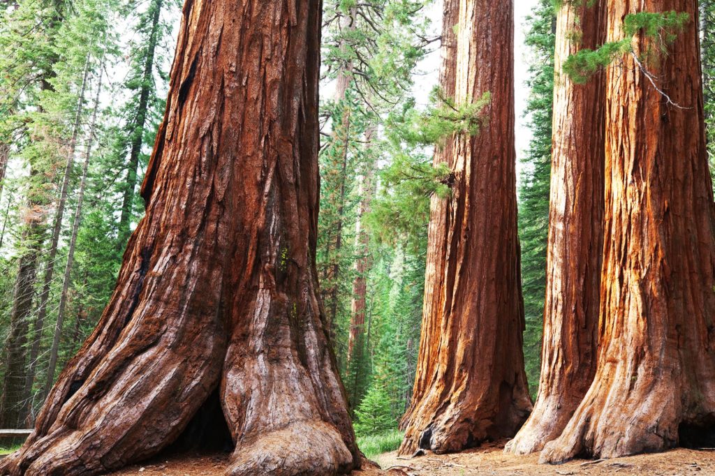 redwoods national forest