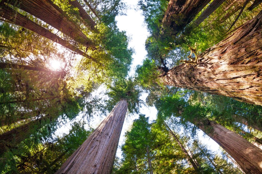 Redwood National Park