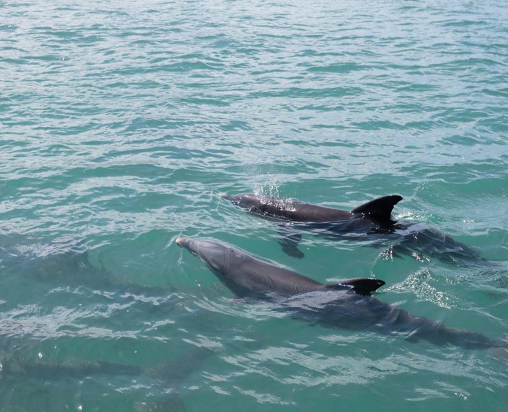 Dolfijnen spotten