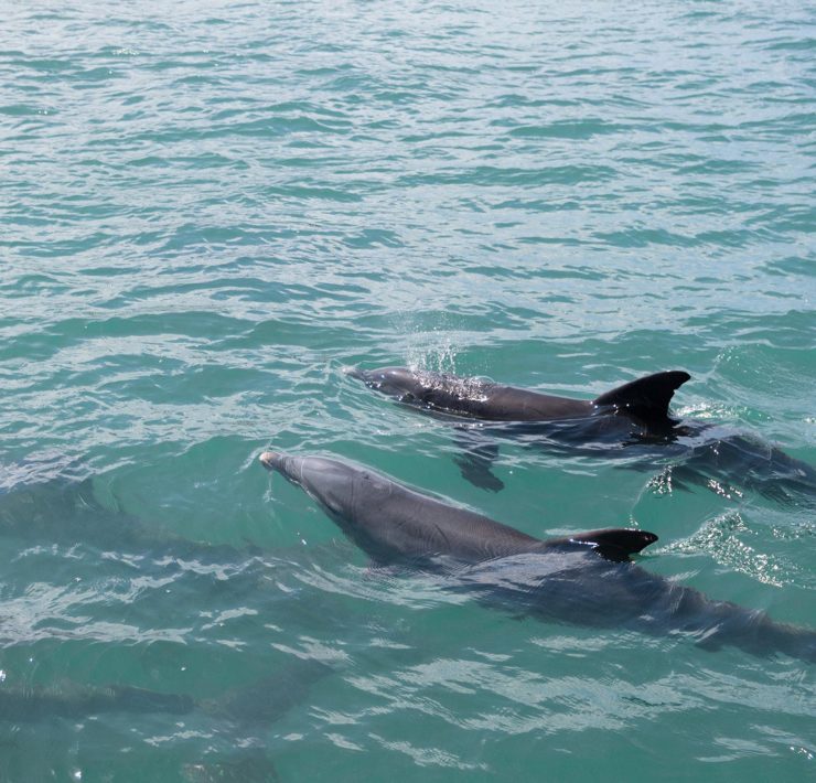 Dolfijnen spotten in Key West