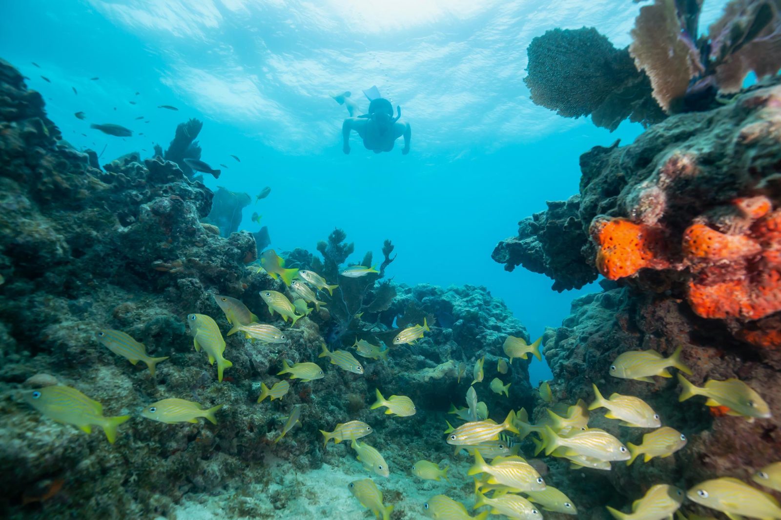 Snorkelen Key West