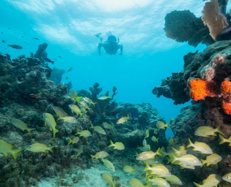 Snorkelen Key West