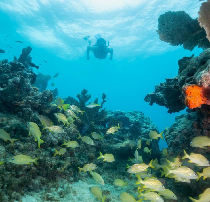 Snorkelen Key West