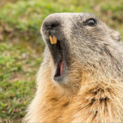 Groundhog Day
