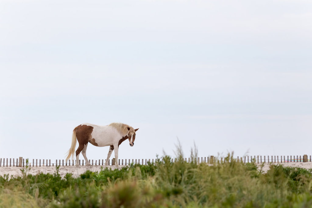 Assateague Island National Seashore