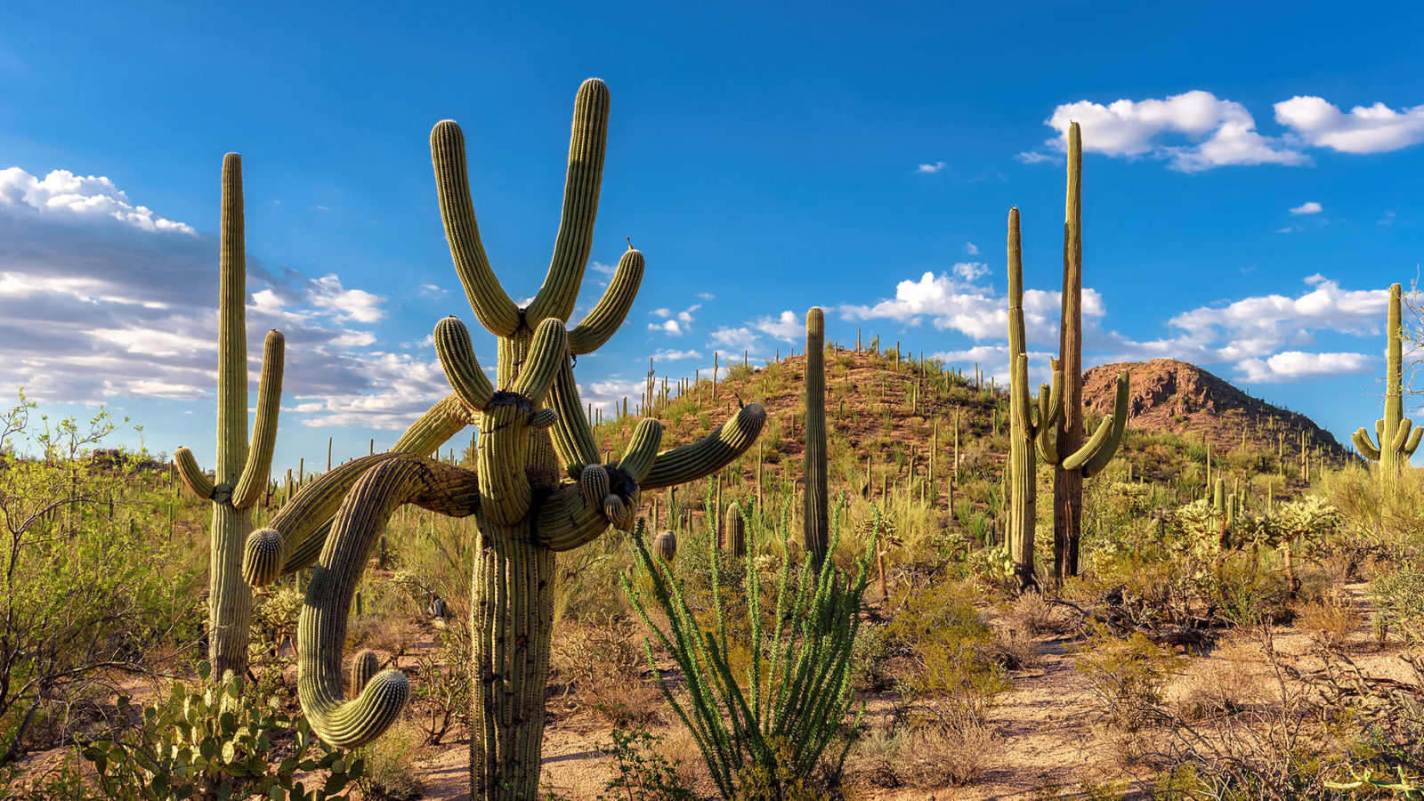 Saguaro National Park