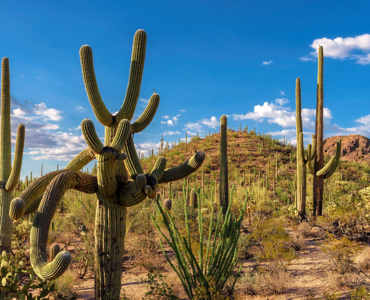 Saguaro National Park