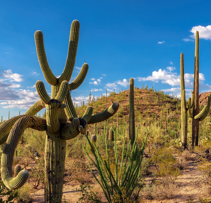 Saguaro National Park