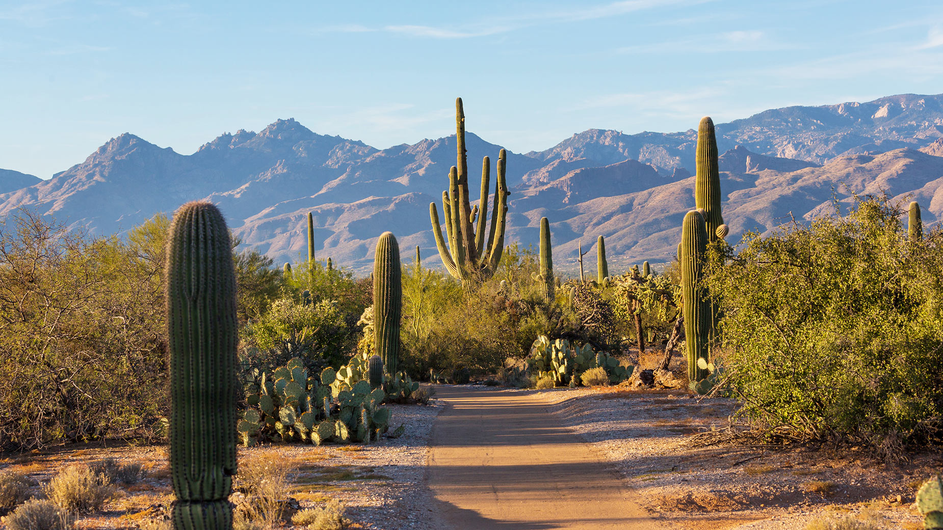 Saguaro National Park