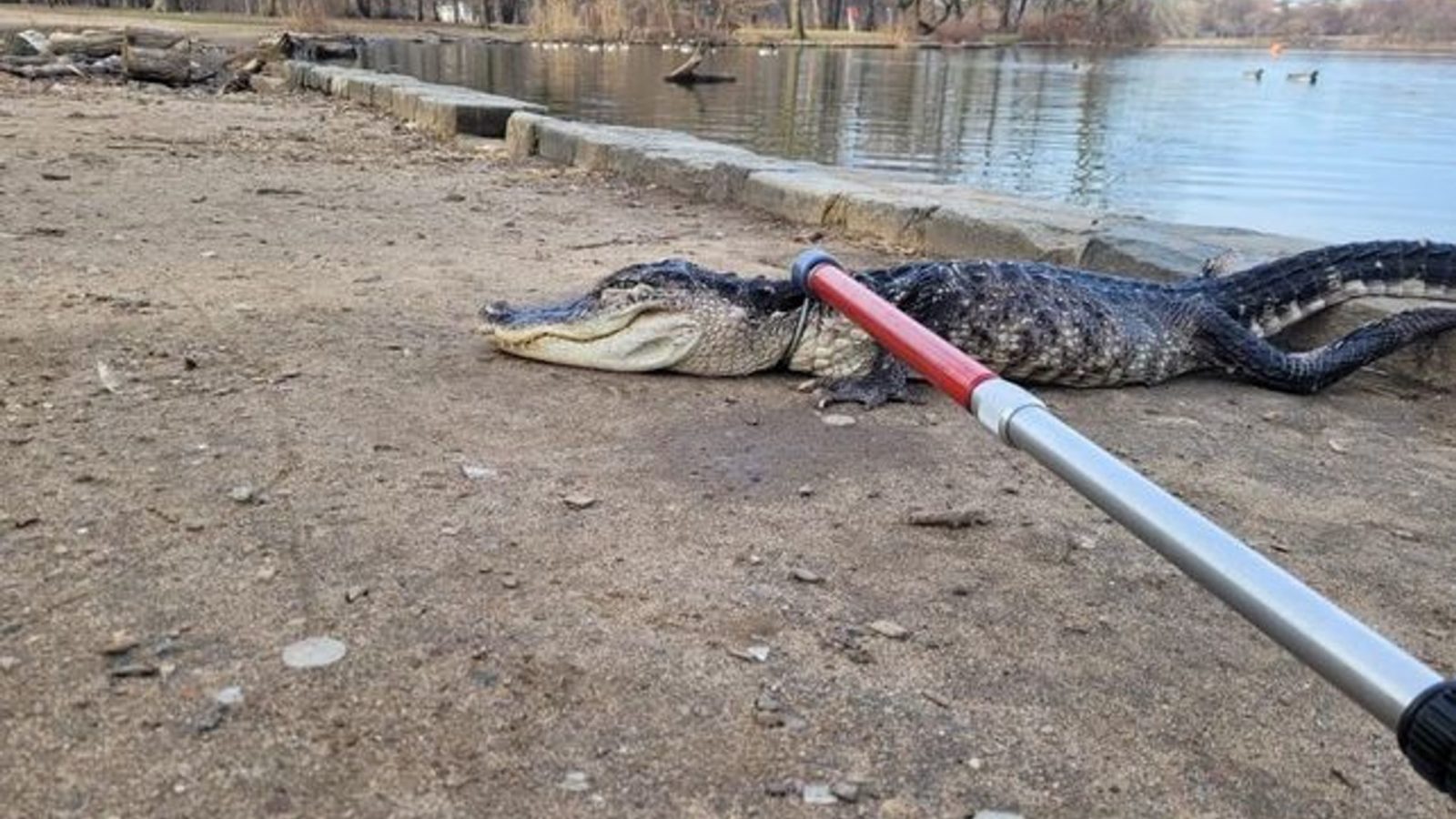 In Prospect Park, in het stadsdeel Brooklyn, is een alligator gevangen.