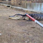 In Prospect Park, in het stadsdeel Brooklyn, is een alligator gevangen.