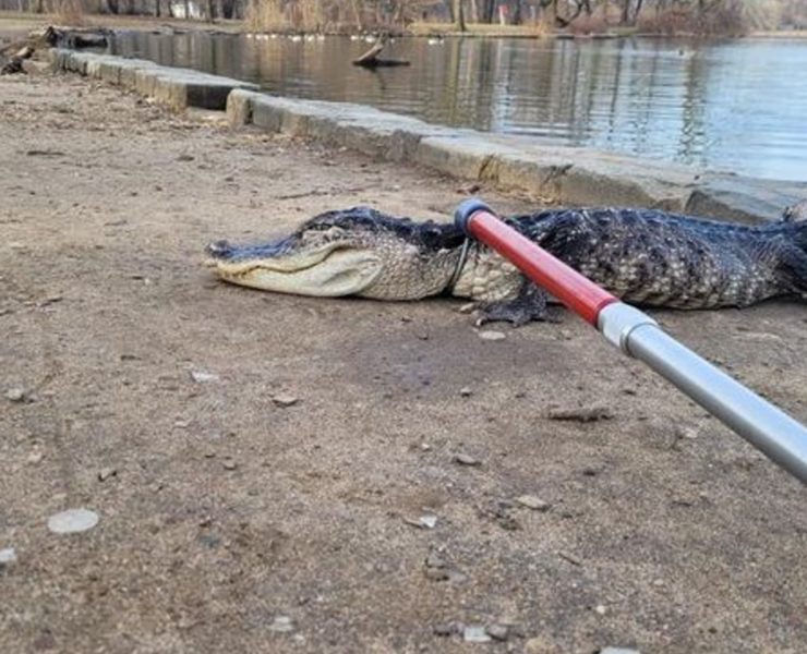 In Prospect Park, in het stadsdeel Brooklyn, is een alligator gevangen.