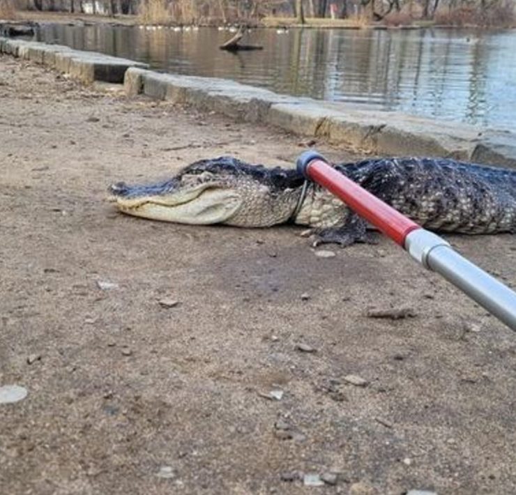 In Prospect Park, in het stadsdeel Brooklyn, is een alligator gevangen.