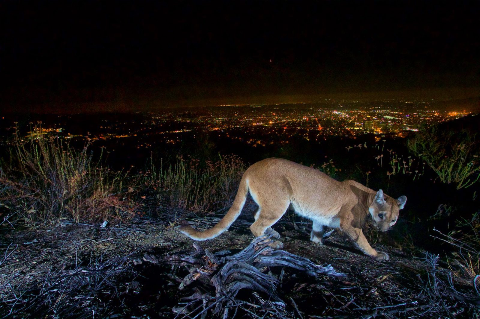 Beroemde wilde poema in Griffith Park in Los Angeles overleden