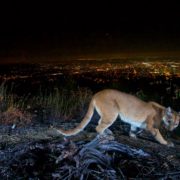 Beroemde wilde poema in Griffith Park in Los Angeles overleden