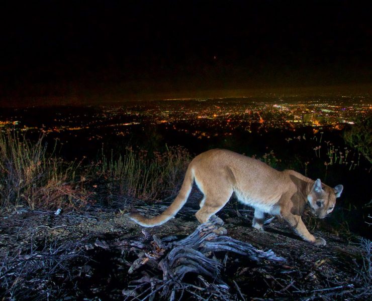 Beroemde wilde poema in Griffith Park in Los Angeles overleden