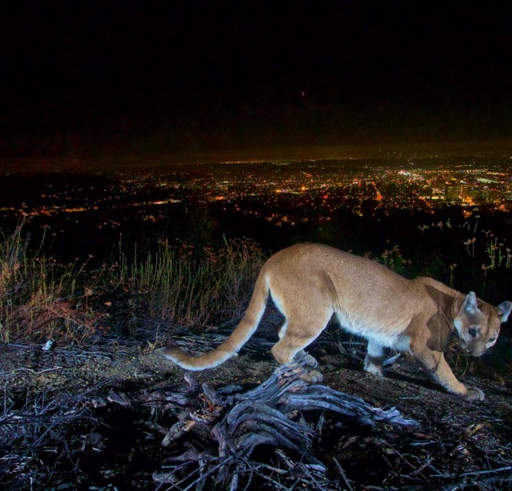 Beroemde wilde poema in Griffith Park in Los Angeles overleden