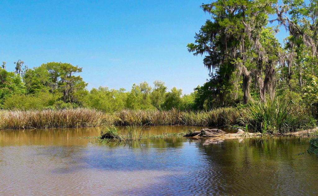 Swamp Tour