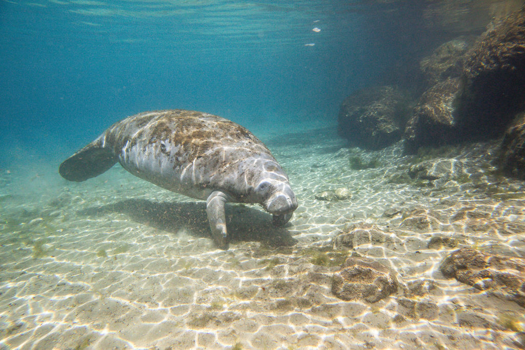 Manatee Crystal River